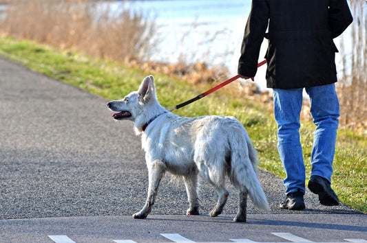 2-in-1 Shock Absorbing Neoprene Padded Reflective Dog Leash