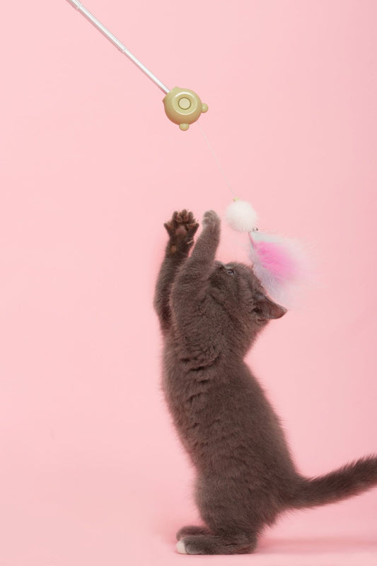 3-in-1 Retractable and Extendable Feathered and Laser Wand Kitty