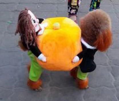 Halloween Pet Dog Costume