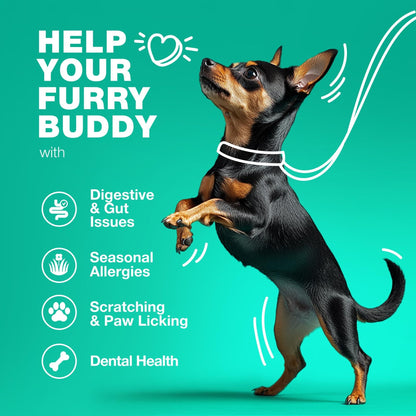 Dog Probiotic Chews with Pumpkin & Digestive Enzymes