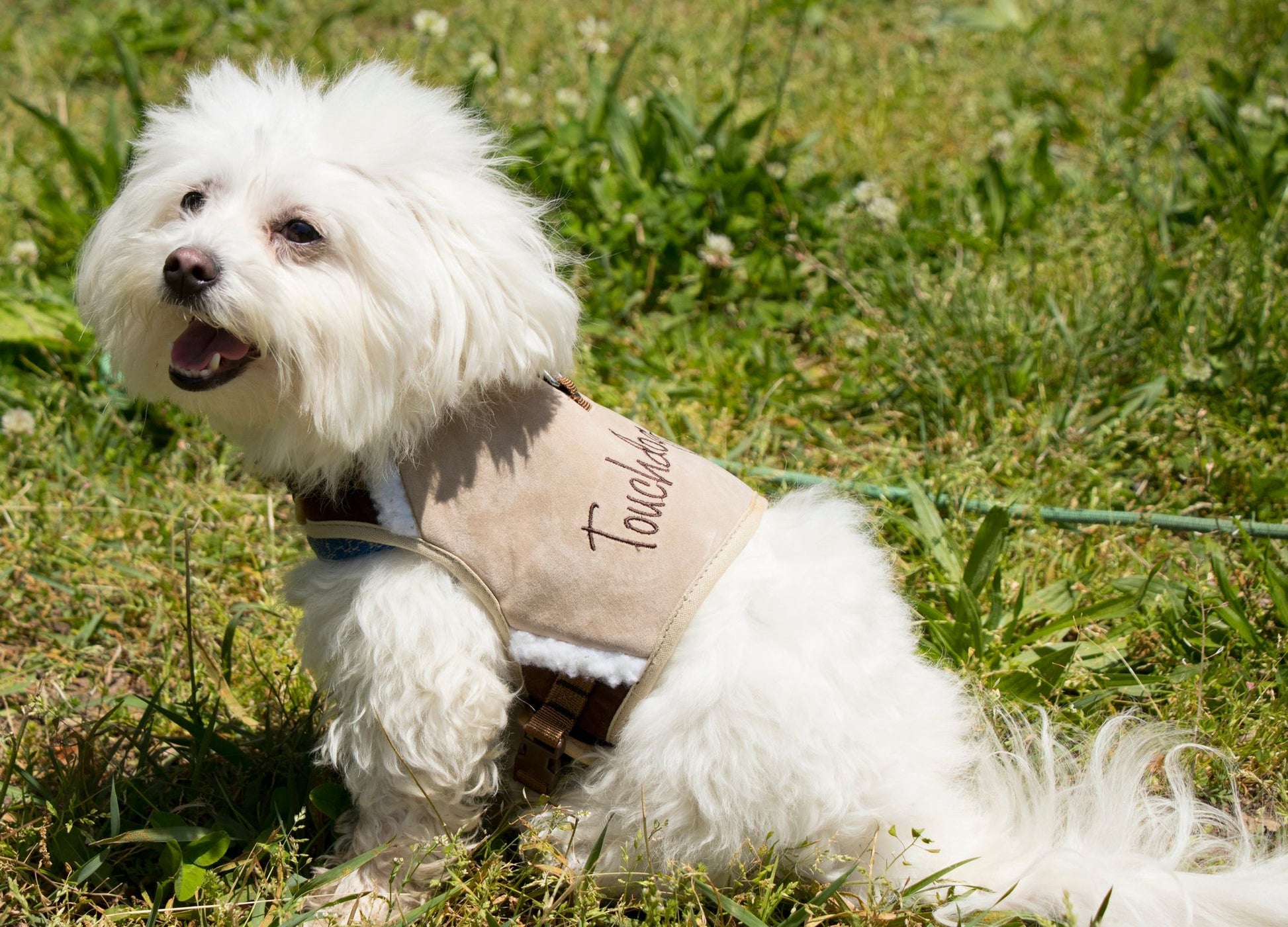 Touchdog Tough-Boutique Adjustable Fashion Dog Harness and Leash