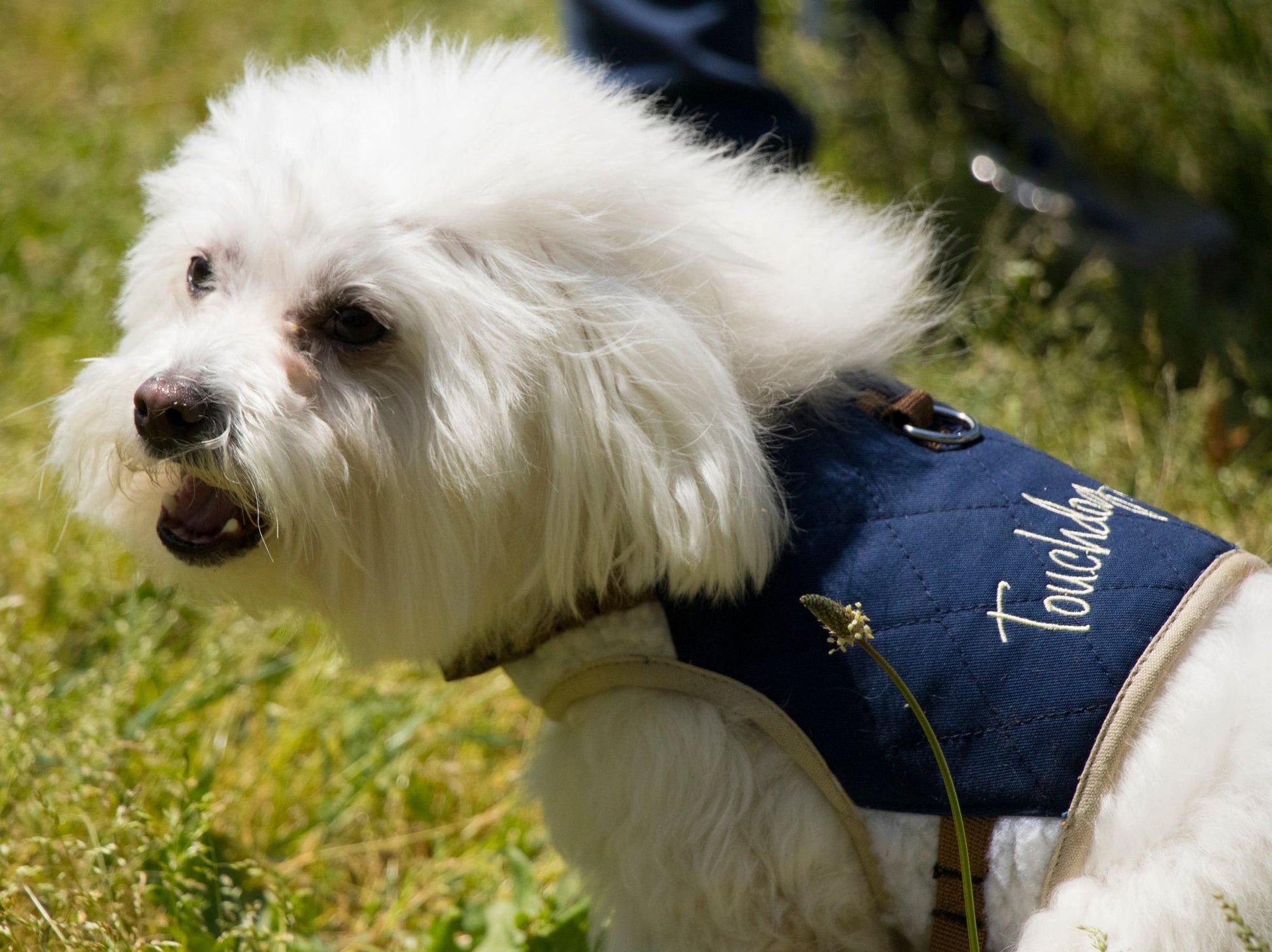 Touchdog Tough-Boutique Adjustable Fashion Dog Harness and Leash