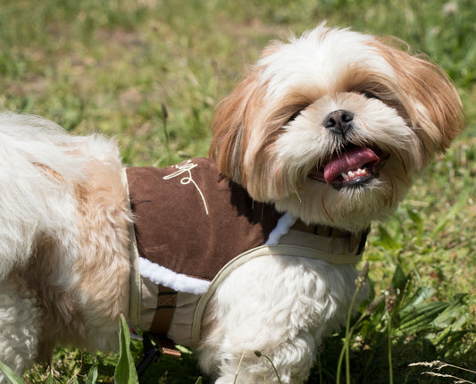 Touchdog Tough-Boutique Adjustable Fashion Dog Harness and Leash