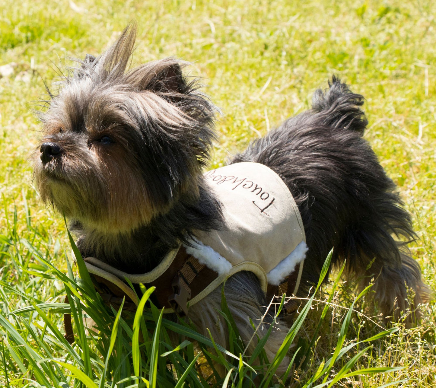 Touchdog Tough-Boutique Adjustable Fashion Dog Harness and Leash